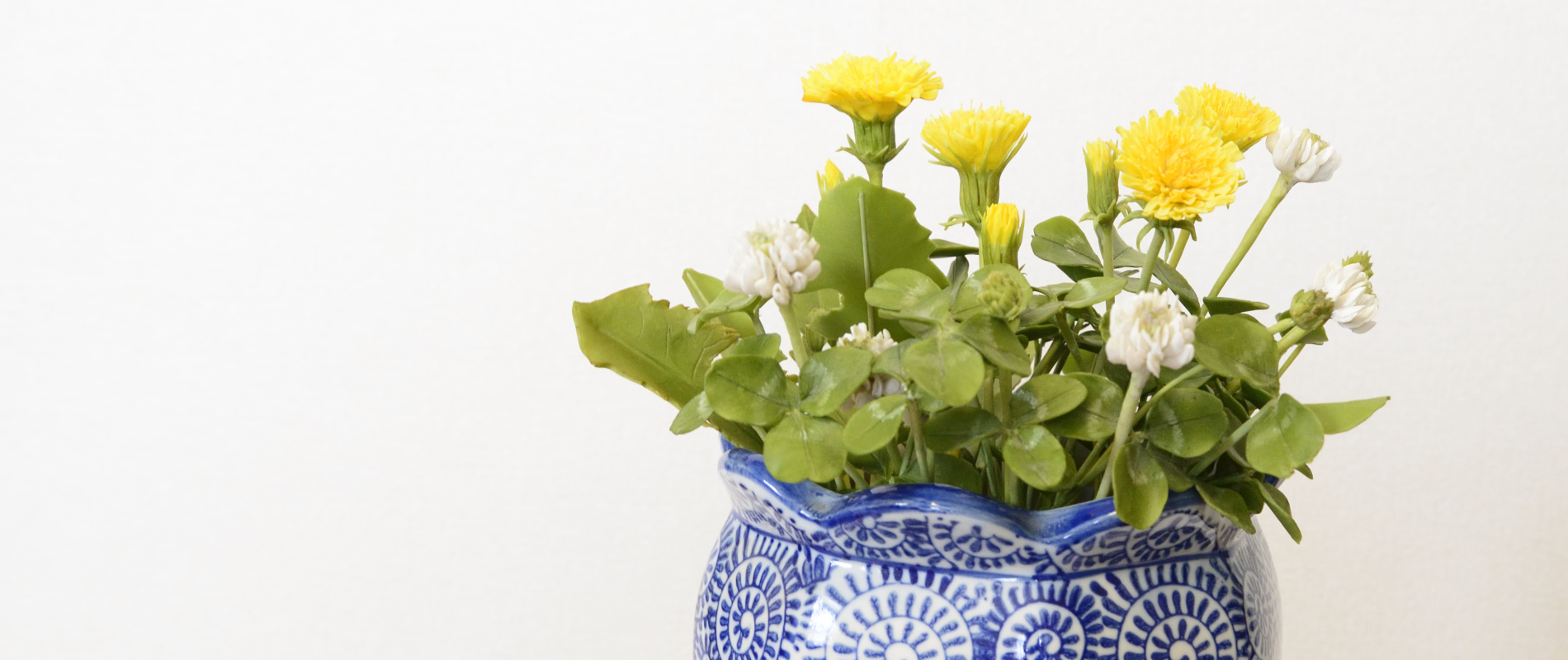 タンポポ　シロツメクサ