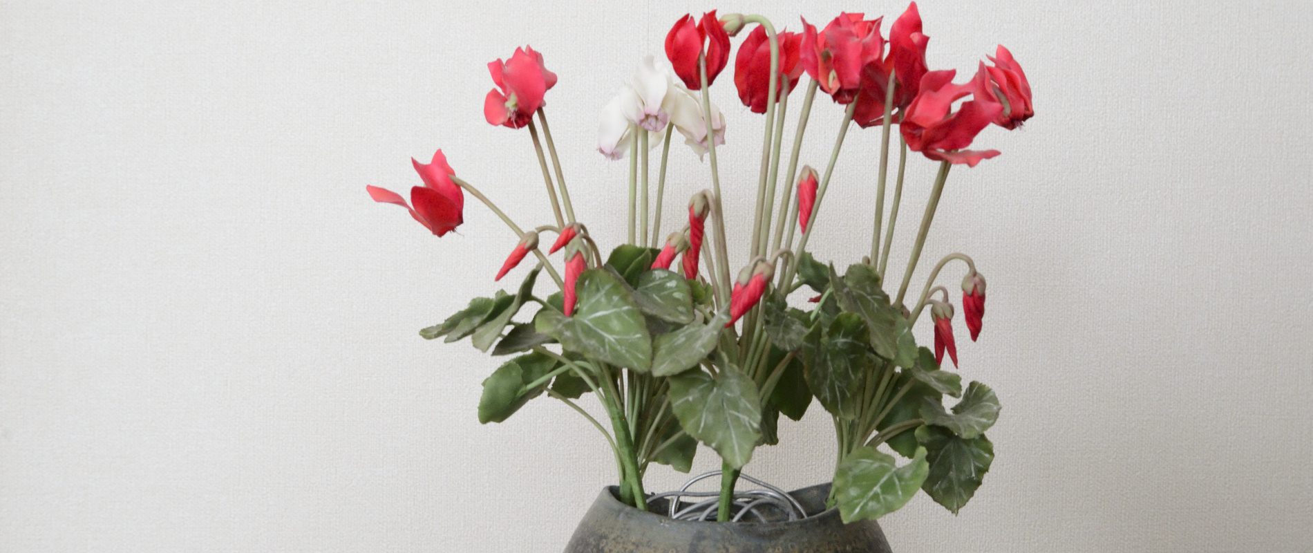 ミニシクラメン